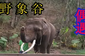 情侣穷游世界，来到西双版纳野象谷，偶遇疯狂的大象，居然这么大视频封面