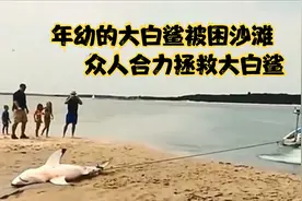 拯救被困沙滩的年幼大白鲨，碰到拥有恶魔之嘴的海洋生物照救不误视频封面