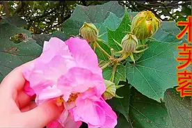 木芙蓉：相信你只知它花大而美艳，却不知它的药用部分，了解下吧视频封面
