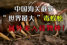 中国海关截获“世界最大”毒蜈蚣，属外来入侵物种视频封面
