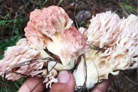 跟随云南小伙去捡菌，各种野生菌一朵接一朵，回家爆炒珊瑚菌真香视频封面