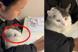 委屈哭了！女孩半夜赶作业，怀里猫咪眼神逗乐网友：想跑又不敢跑视频封面