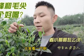 毛峰和毛尖绿茶哪个好喝？正宗四川雅安蒙山毛峰茶叶多少钱一斤？视频封面