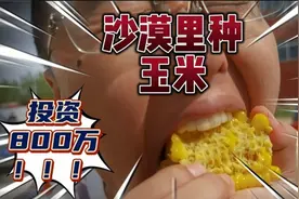 小姐姐当了6年农民，投资800万在沙漠里种玉米！这价格你受得了吗视频封面