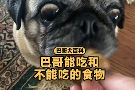 适合喂巴哥和决不能喂巴哥的食物，你喂过吗？视频封面