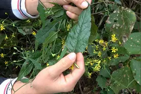 浑身发痒用这植物煮水洗澡很舒畅，人称“千里光”一起来认识认识视频封面
