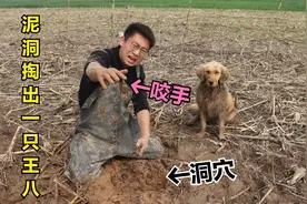 金毛在水库边发现好多洞，小伙伸手摸到只乌龟咬住了他的手，真疼视频封面