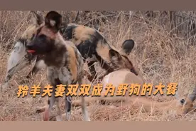 野狗捕猎羚羊全过程。视频封面