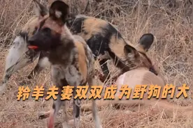 野狗捕猎羚羊全过程。视频封面