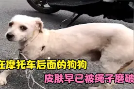 小狗被主人拴在摩托车后面跑，皮肤都被绳子磨破，救助过程泪目了视频封面