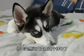 狗狗把男子脚当猪蹄儿啃，装作被熏倒恶心主人，二哈变坏了视频封面