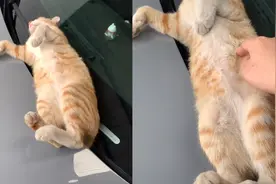 流浪猫在汽车上睡得昏天暗地，车主怎么拍都叫不醒，睡姿亮了！视频封面