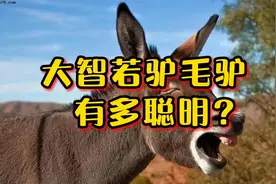 大智若驴，毛驴有多聪明？视频封面