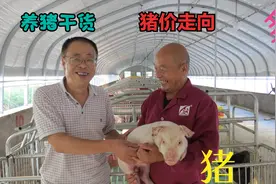 致富跟着政策走：看农民养猪大户，如何养殖高产母猪，猪行情分析视频封面