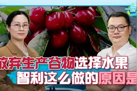 南美最富国智利现状：粮食不种了！全民出口车厘子？视频封面