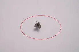 家里有小黑虫很烦人？仅需一碗它，小飞虫不再来你家，环保又省钱