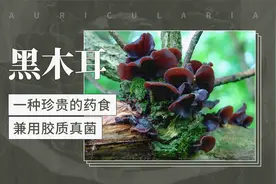 黑木耳——一种珍贵的药食兼用胶质真菌视频封面