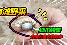 海边赶海再起波澜，设置陷阱诱捕跳跳鱼，改装渔网收货颇为丰硕视频封面