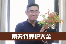 园艺师教你南天竹怎么养，这可能是关于南天竹，最全面的教程了视频封面