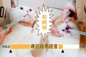 女主人第一次给猫喂驱虫药，猫咪完全不配合，只能用这招