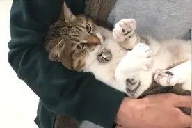 把猫咪强行抱在怀里，看看它的反应？心疼男主人视频封面