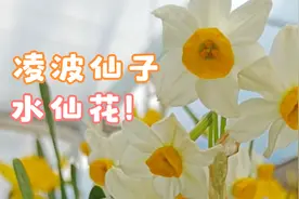 中国十大名花之一的“水仙花”，你养过吗？视频封面