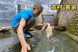 清远农村客家人生活：后院挖有山泉水水池，杀鸡杀鸭都方便视频封面