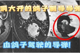 脑洞大开的鸽子制导导弹，由鸽子驾驶的导弹！视频封面