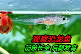 仔细观察下发现，六角恐龙鱼前腿长出四根脚趾，后腿也开始发育了视频封面