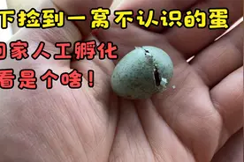 野外捡到一窝不认识的蛋，带回家人工孵化，结果看傻了这是个啥？视频封面