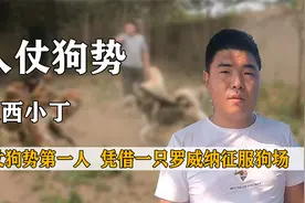 “人仗狗势”豫西小丁：人仗狗势第一人，凭借一只罗威纳征服狗场视频封面