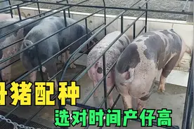 如何确定母猪最佳配种时间，配种成功率95%以上，母猪好养产仔多视频封面