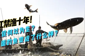 长江禁渔十年，渔民以何为生？里面的鱼如今又变成什么样子了？视频封面