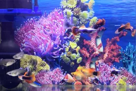三合一水泵改造，堵住水泵的氧气口，防止鱼粪回流造成二次污染视频封面