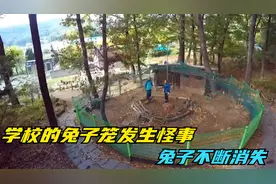 学校的兔子笼发生怪事，10只兔子凭空消失，什么东西干的视频封面
