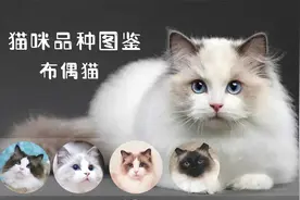 猫咪品种图鉴-----布偶猫视频封面