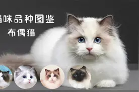 猫咪品种图鉴-----布偶猫视频封面
