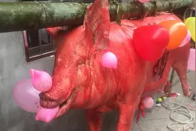 少数民族农村婚礼，送亲必须送一头大肥猪寓意圆满，祝福新人！视频封面
