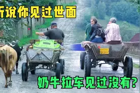 罗马尼亚乡村生活场景，养牛养蜂遍布村落，马拉车牛拉车随处可见视频封面