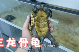 三龙骨龟很多新手朋友没见过，拿给大家看看视频封面