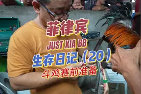 菲律宾生存日记（20）斗鸡赛前准备，每一只斗鸡上场前视频封面