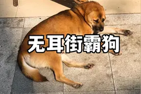你知道无耳街霸狗的梗吗？视频封面