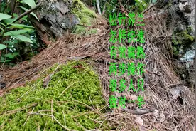 种植兰花的松针，如何快速有效腐熟？两步操作，很多人只做对一半