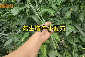 豆角增产小配方，花期喷3遍，每亩最多可增产60%以上视频封面