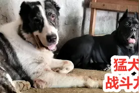 土狗有多强悍，少数个体能完胜斗犬霸主比特视频封面