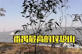 实拍广州番禺最高的垃圾山，恶臭的垃圾填埋场大变样，绿化了视频封面