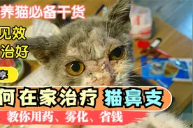 如何在家治疗猫鼻支，治疗疱疹病毒，雾化用药治疗猫鼻支视频封面