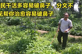 农民干活多、容易破鼻子、分文不花帮你治愈容易破鼻子视频封面