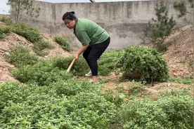 这种野菜干的比鲜的更美味，入秋采摘好时节，野菜控赶快储备吧