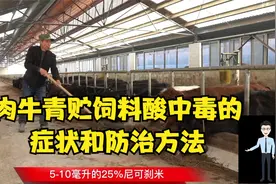 肉牛青贮饲料酸中毒的症状和防治方法视频封面